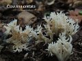 Clavulina cristata-amf394